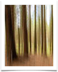 Trees - ICM - Bill Rigby